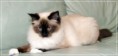 /album/kitty/kitty-2014042102-jpg/